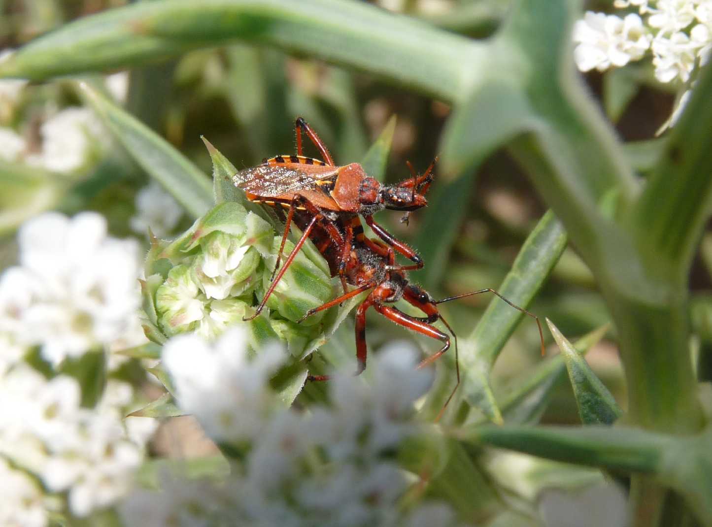 Rhynocoris erythropus (Accoppiamento) - Reduviidae